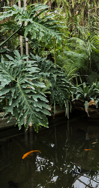 Áreas verdes Grand Cactus zona norte