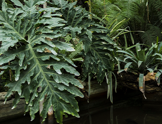 Áreas verdes Grand Cactus zona norte